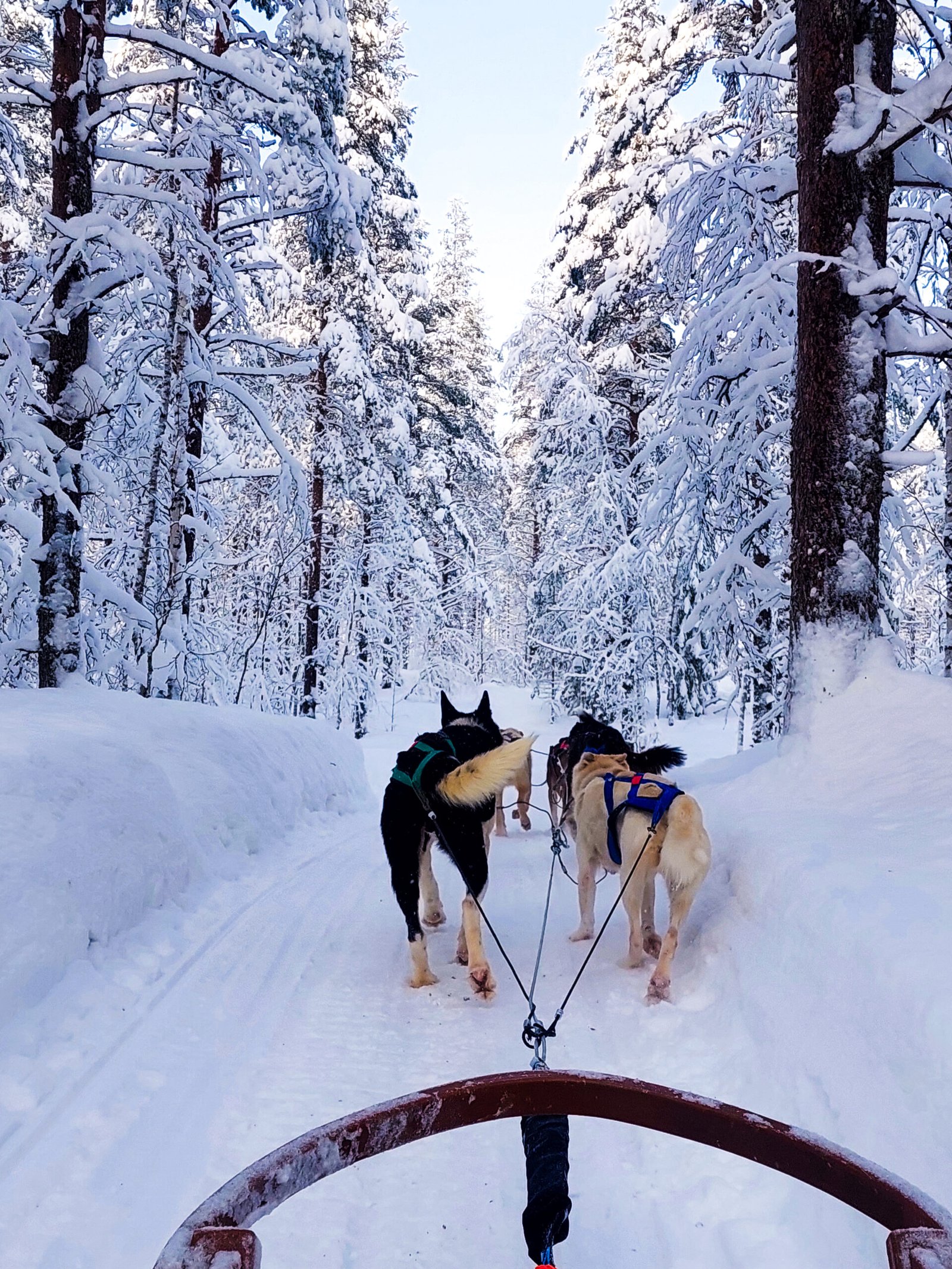 20240217_142312 husky header