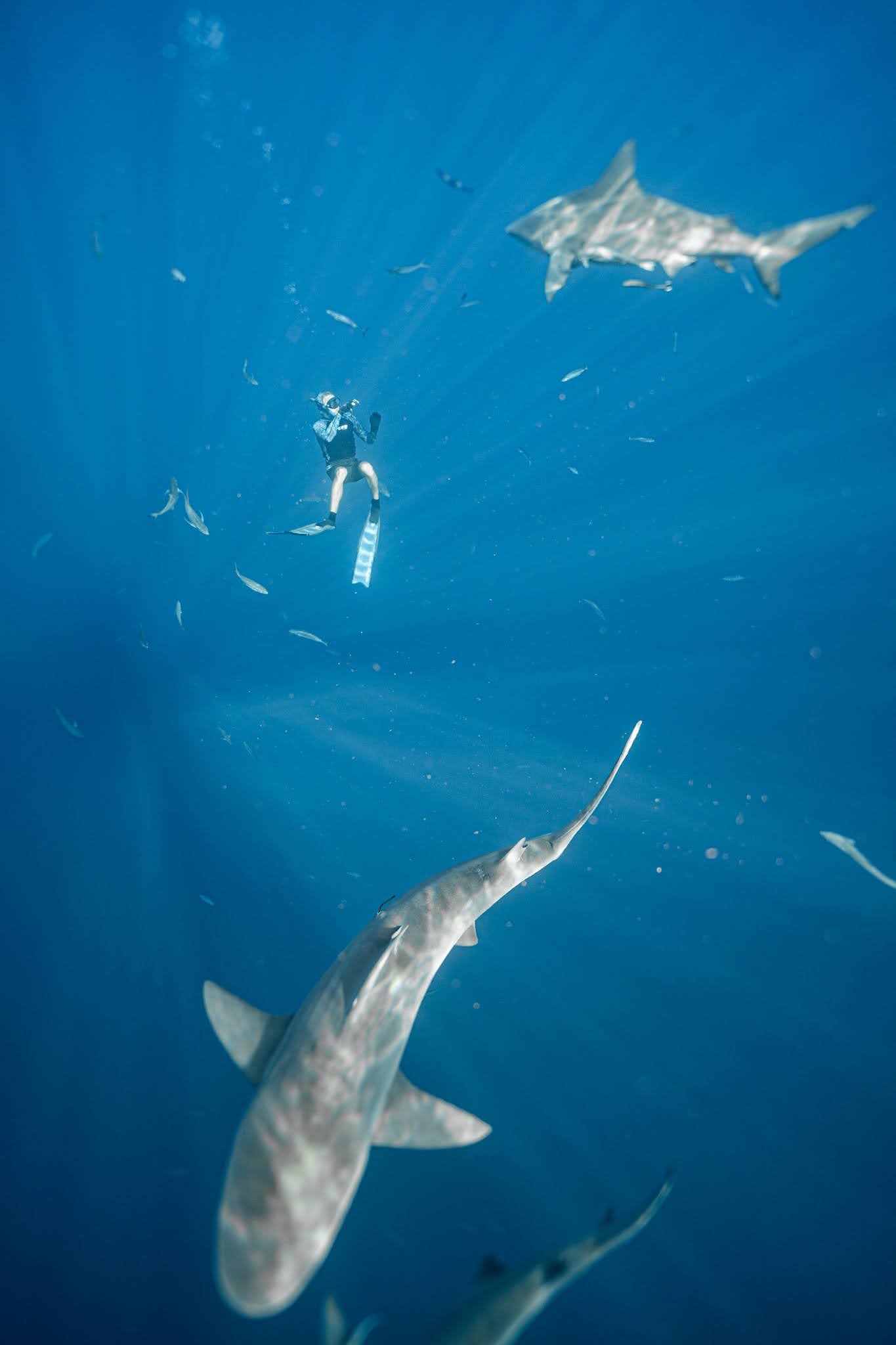 sharkdiving with J