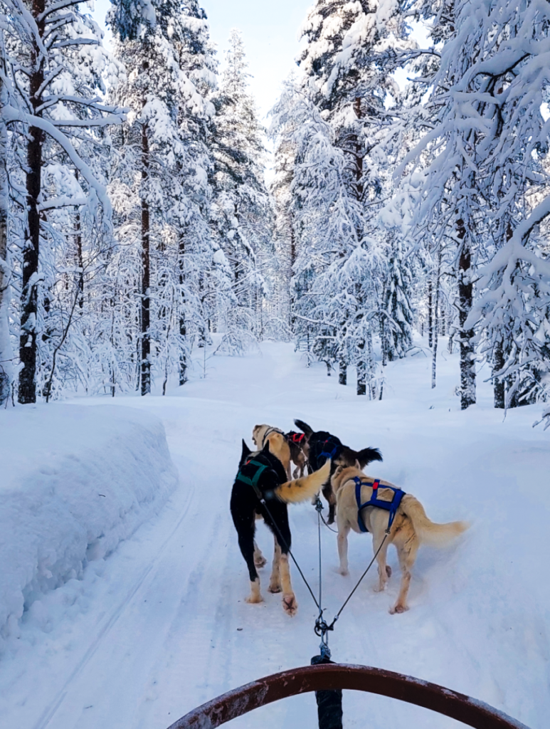 huskysafari in lapland