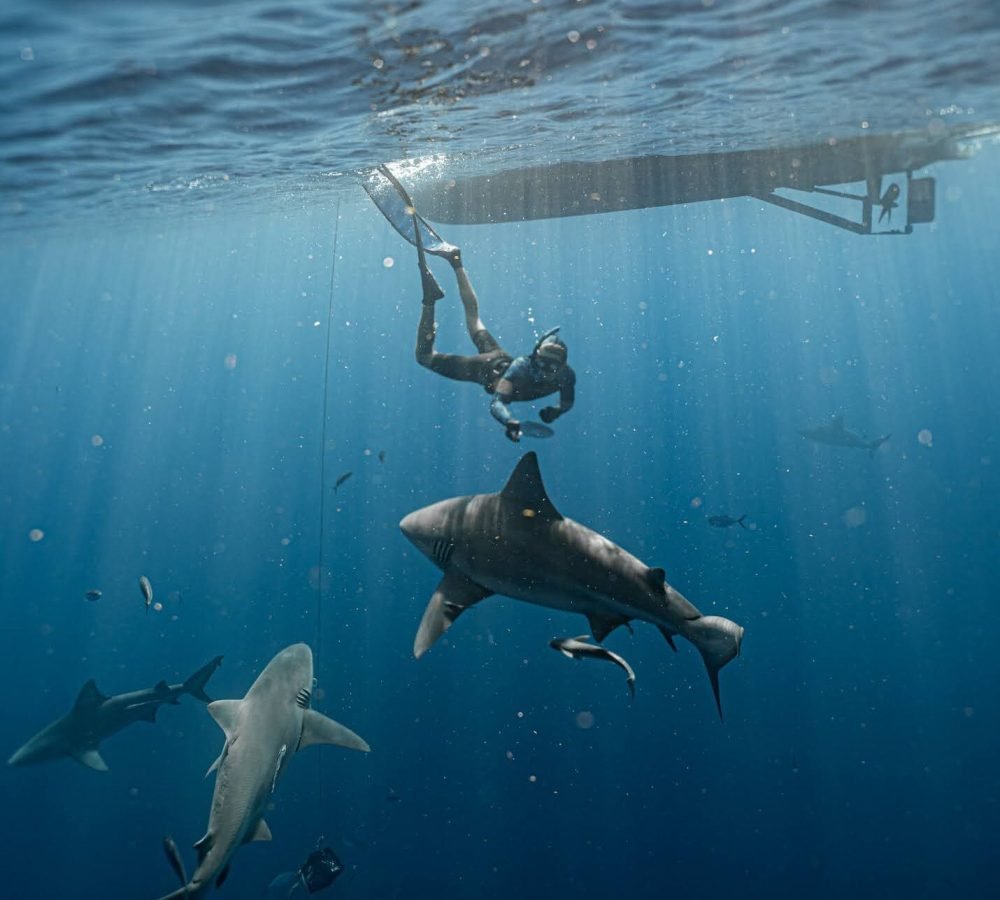 sharkdiven capture the globe